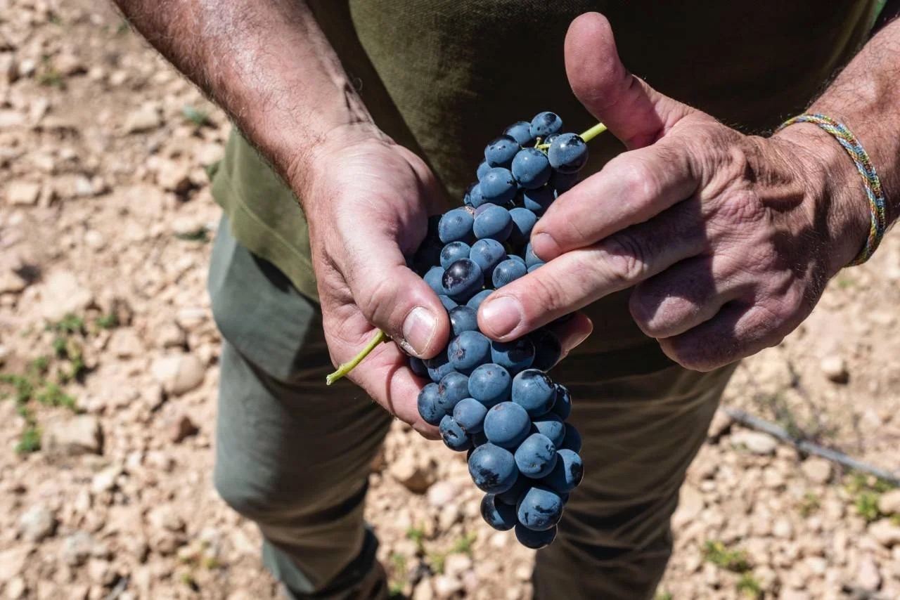 Racimo de uva recién cortado en nuestras viñas de secano, Toledo