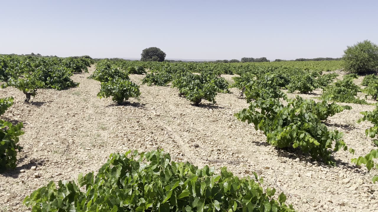 Nuestro viñedo en Toledo: cepas en vaso en secano, a más de 800 m